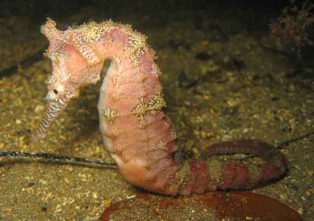 亚长身海马(Hippocampus subelongatus)