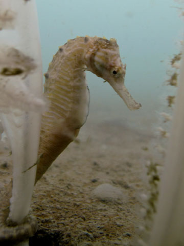 三斑海马(Hippocampus trimaculatus)