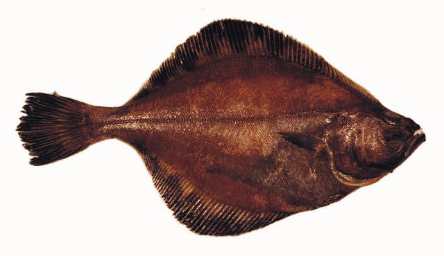 太平洋拟庸鲽(Hippoglossoides elassodon)