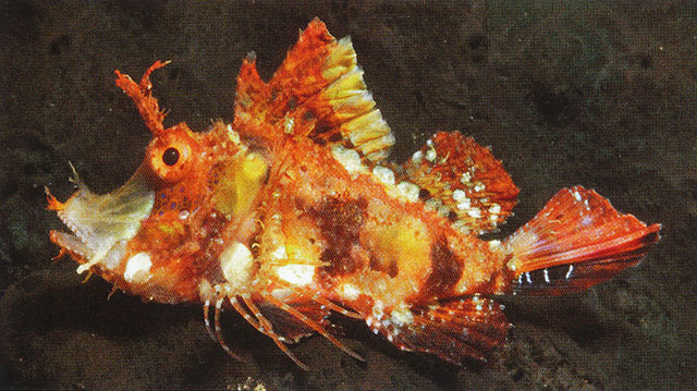 丝鳍马鲉(Hipposcorpaena filamentosus)