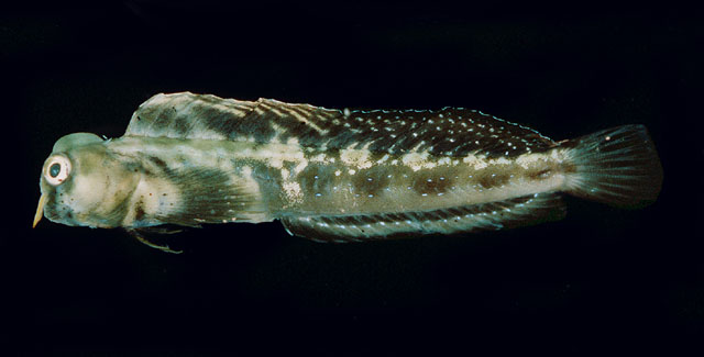 背斑长眉鳚(Hirculops cornifer)