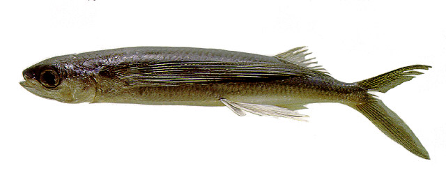 斑翼文鳐鱼(Hirundichthys affinis)