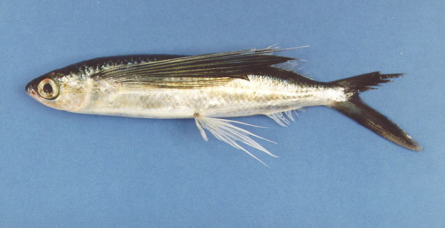 尖头文鳐鱼(Hirundichthys oxycephalus)