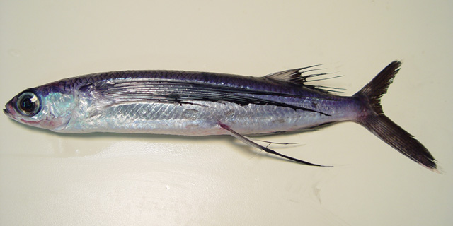 黑翼文鳐鱼(Hirundichthys rondeletii)