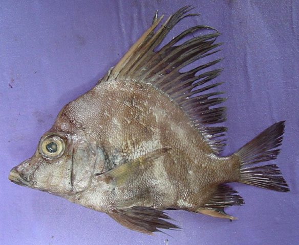 帆鳍鱼(Histiopterus typus)