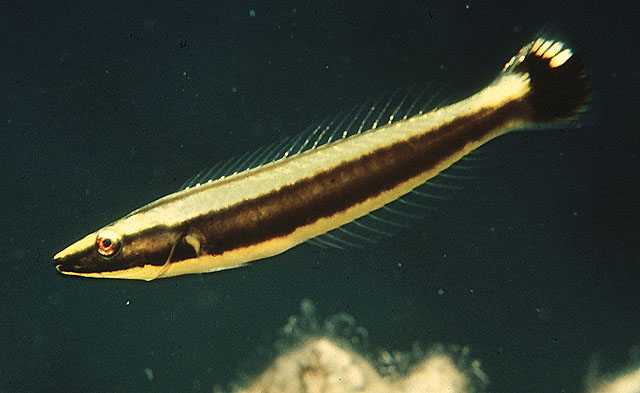 环纹细鳞盔鱼(Hologymnosus annulatus)