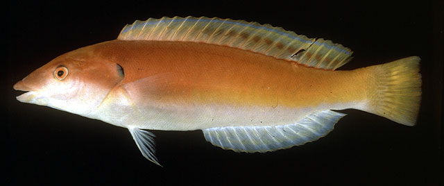 玫瑰细鳞盔鱼(Hologymnosus rhodonotus)