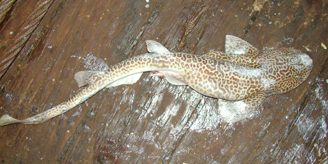 网纹似梅花鲨(Holohalaelurus regani)