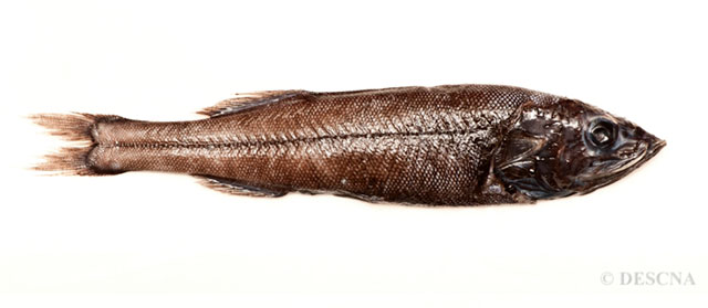 深水平肩光鱼(Holtbyrnia anomala)