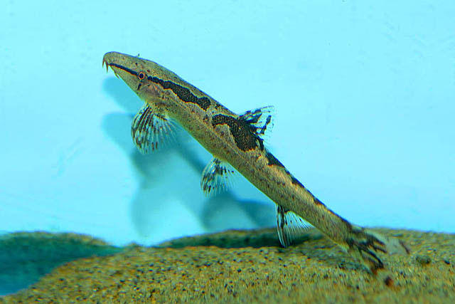 深线平鳍鳅(Homaloptera bilineata)