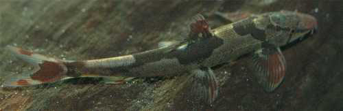 带纹平鳍鳅(Homaloptera confuzona)