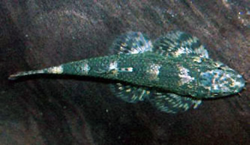 史氏平鳍鳅(Homalopteroides smithi)