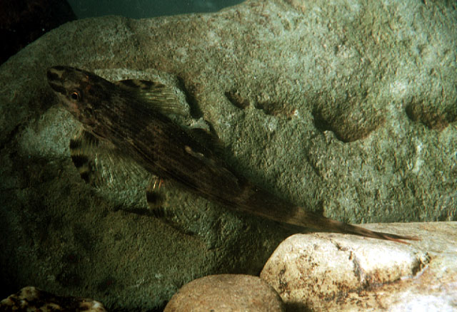 斯氏平鳍鳅(Homalopteroides stephensoni)