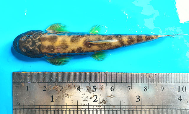 裸腹平鳍鳅(Homalopterula gymnogaster)