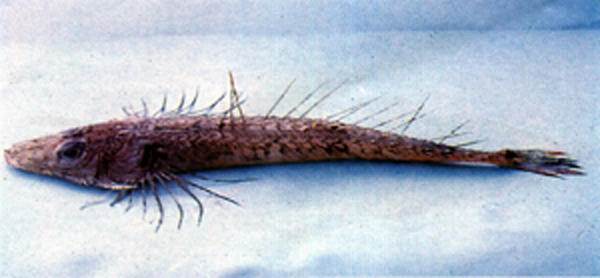 黄带棘鲬(Hoplichthys fasciatus)