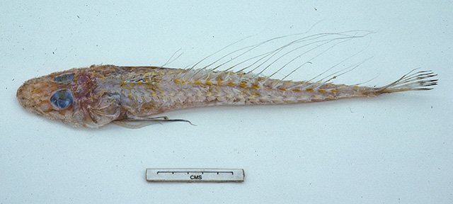丝鳍棘鲬(Hoplichthys filamentosus)