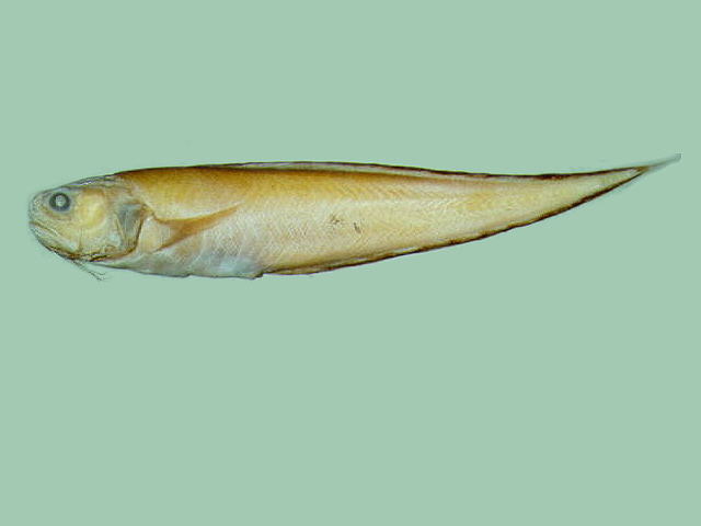 棘鼬鳚(Hoplobrotula armata)