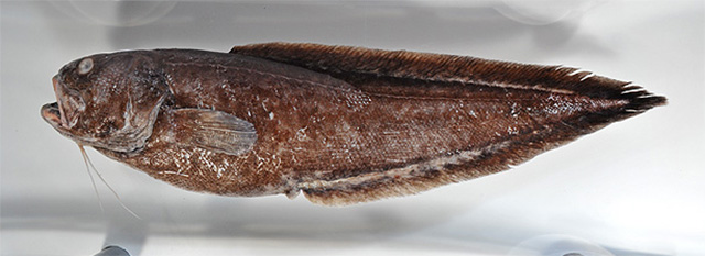 圆吻棘鼬鳚(Hoplobrotula badia)