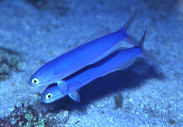 奇氏似弱棘鱼(Hoplolatilus chlupatyi)