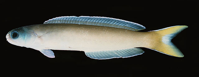 似弱棘鱼(Hoplolatilus cuniculus)