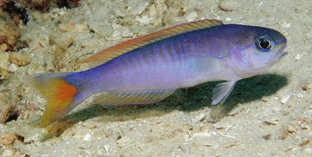 厄氏似弱棘鱼(Hoplolatilus erdmanni)