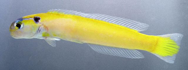 黄似弱棘鱼(Hoplolatilus luteus)