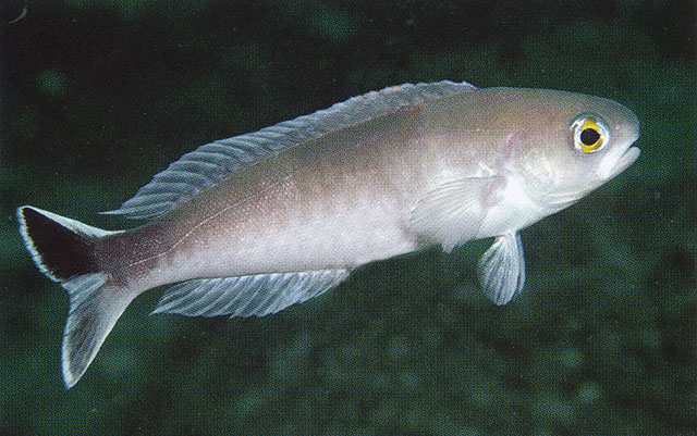 波氏似弱棘鱼(Hoplolatilus pohle)
