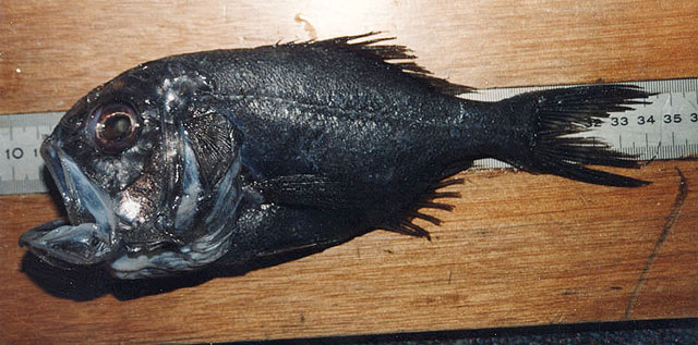 黑胸棘鲷(Hoplostethus cadenati)