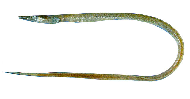 黑尾长犁齿鳗(Hoplunnis diomediana)
