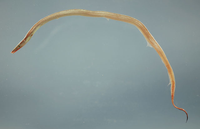 大尾长犁齿鳗(Hoplunnis macrura)