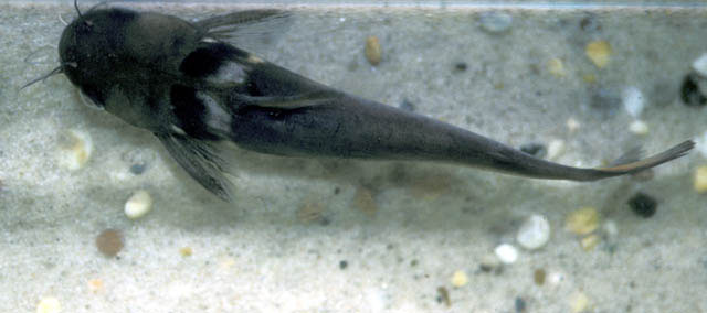黑项下眼鲿(Horabagrus nigricollaris)