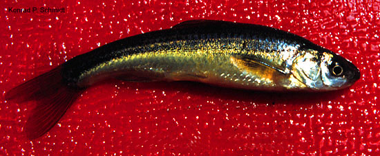 铜色突颌鱼(Hybognathus hankinsoni)