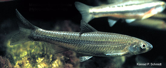 密西西比突颌鱼(Hybognathus nuchalis)