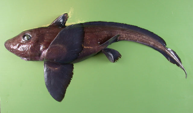 深水兔银鲛(Hydrolagus affinis)