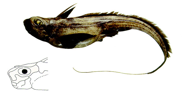 大眼兔银鲛(Hydrolagus alberti)