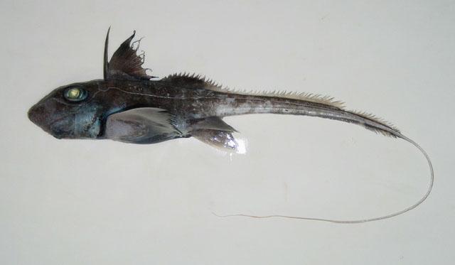 斑点兔银鲛(Hydrolagus barbouri)