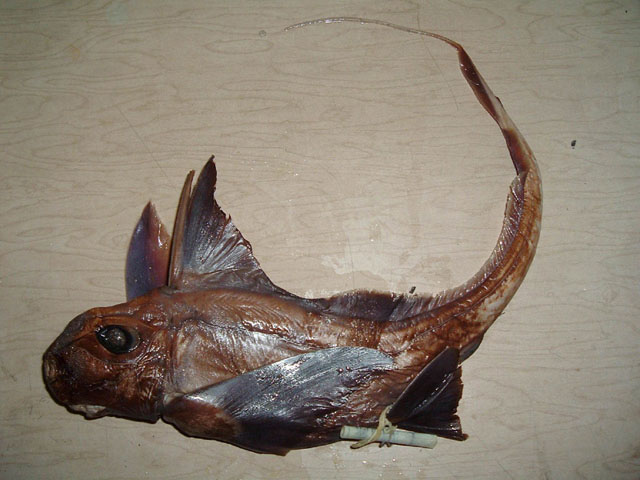 大目兔银鲛(Hydrolagus macrophthalmus)