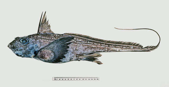 网纹兔银鲛(Hydrolagus marmoratus)