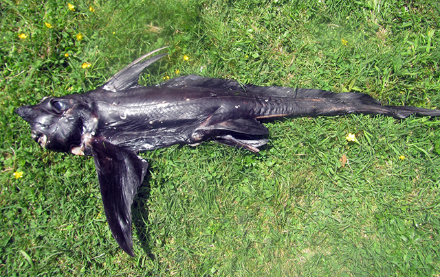 黑身兔银鲛(Hydrolagus melanophasma)