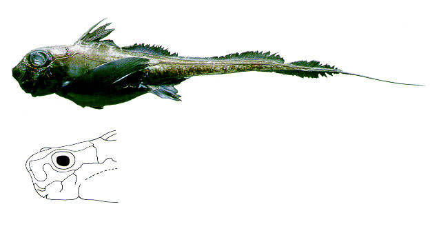暗紫兔银鲛(Hydrolagus mirabilis)