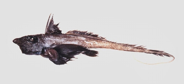 箕作氏兔银鲛(冬兔银鲛)(Hydrolagus mitsukurii)