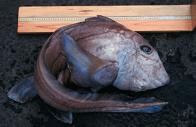 苍白兔银鲛(Hydrolagus pallidus)