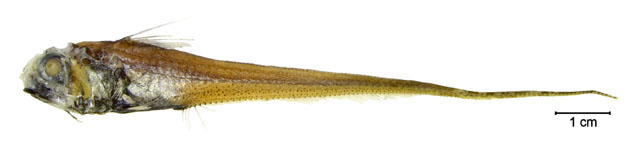 比尔逊膜首鳕(Hymenocephalus billsam)