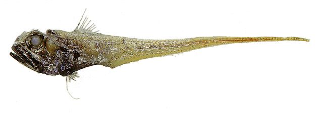 大西洋膜首鳕(Hymenocephalus italicus)