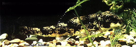 北方黑猪鱼(黑叶唇亚口鱼)(Hypentelium nigricans)