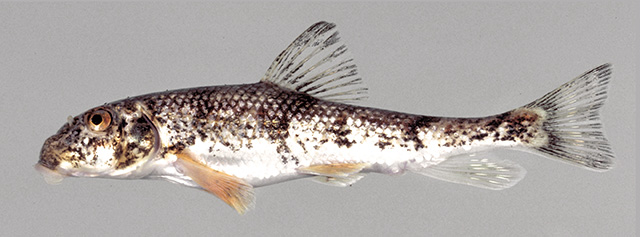 卡罗来纳黑猪鱼(Hypentelium roanokense)