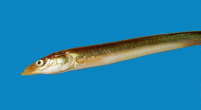 无斑富筋鱼(Hyperoplus immaculatus)