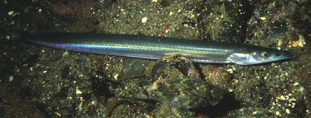 尖头富筋鱼(Hyperoplus lanceolatus)