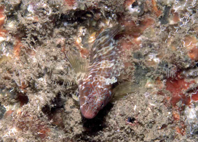 等鳍侧唇鳚(Hypleurochilus aequipinnis)