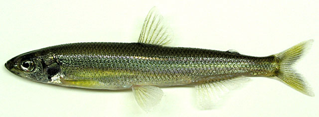 西太公鱼(Hypomesus nipponensis)